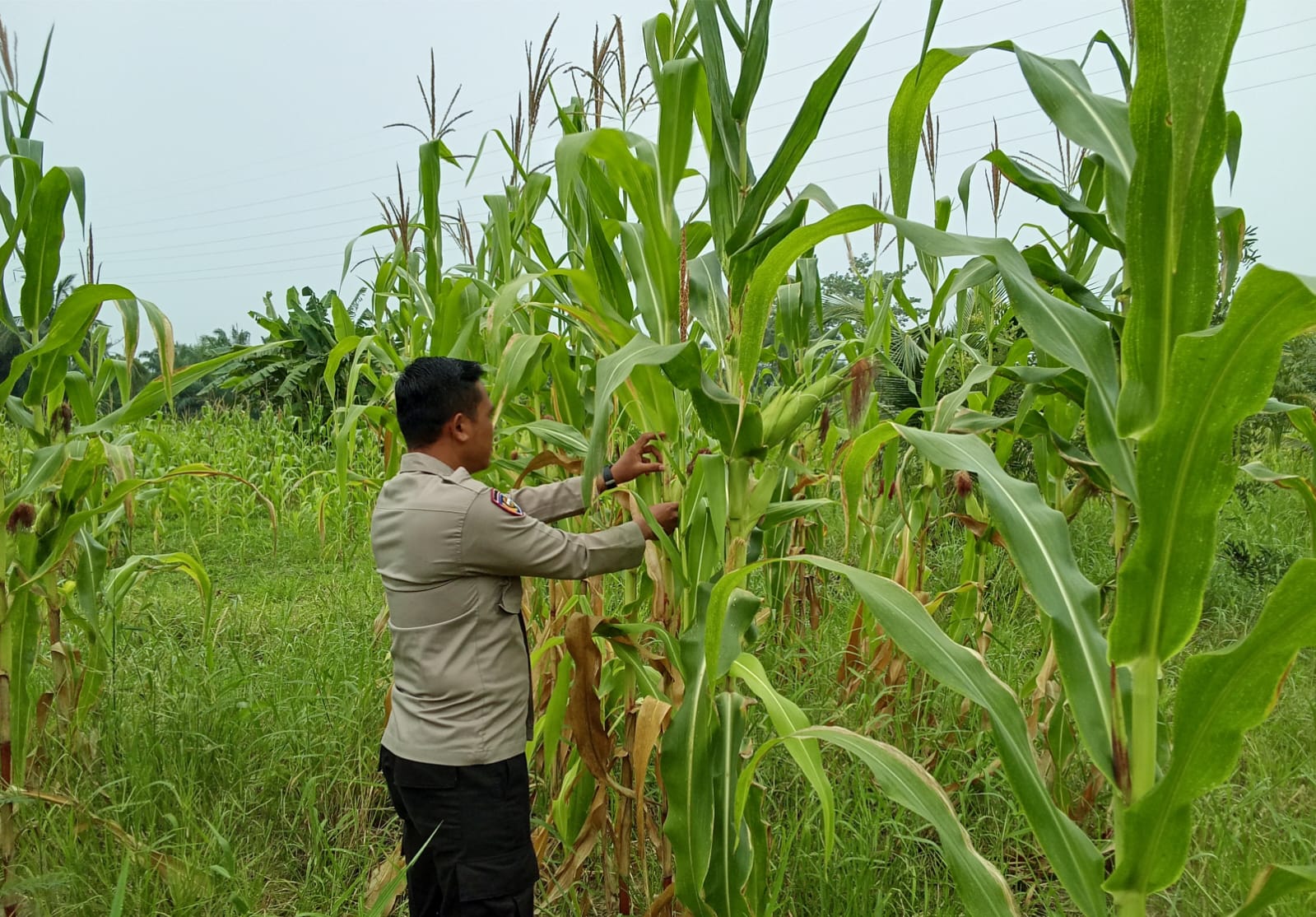 Polsek Rimba Melintang Cek Lahan Jagung Ketahanan Pangan di Karya Mukti Rohil