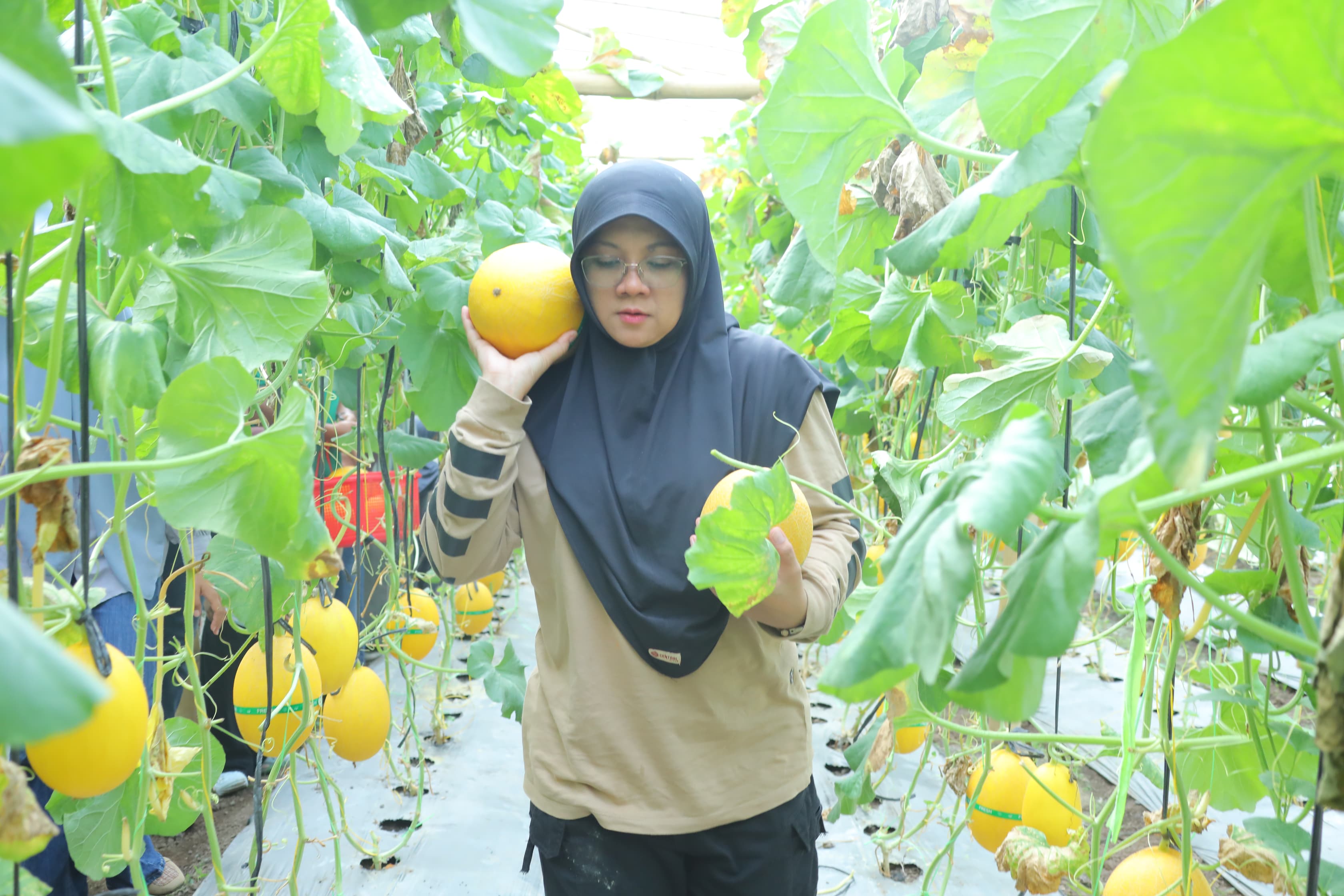 Bupati Afni Panen Melon di Buantan Besar, BUMKam Sukses Dongkrak PAD Kampung