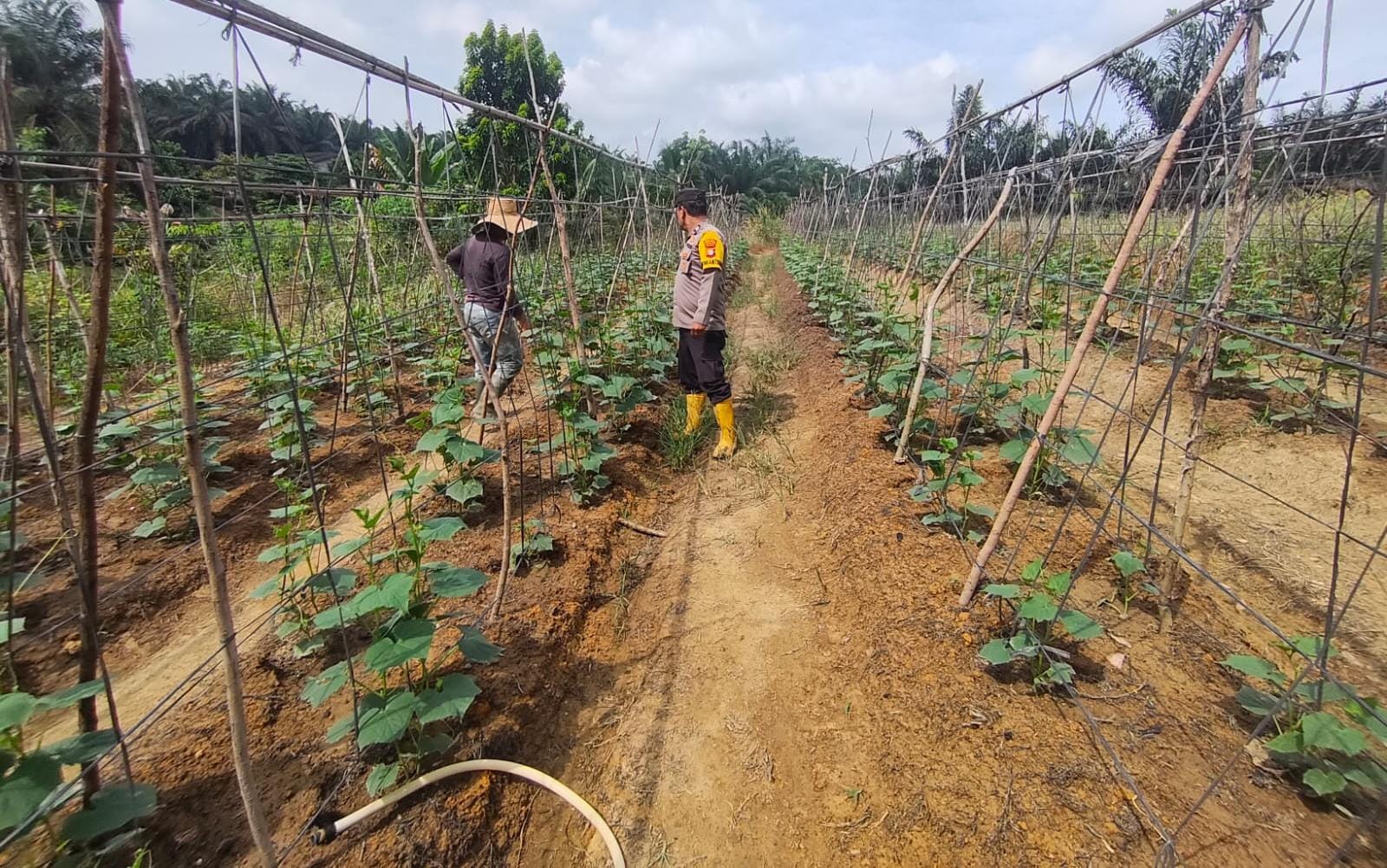 Polisi Cinta Petani, Bhabinkamtibmas Dampingi Petani Timun di Bangko Pusako
