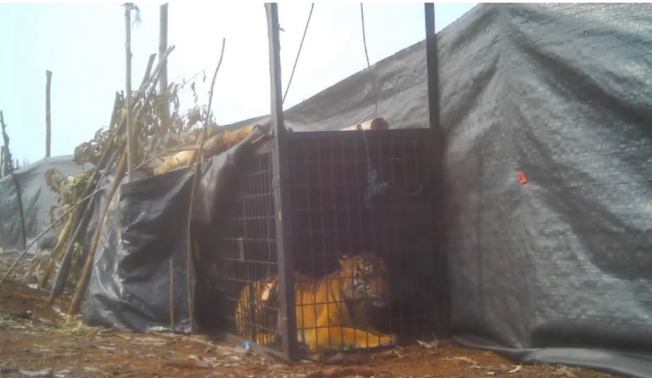 BBKSDA Tangkap Harimau Sumatra di Pelalawan, DNA Diuji untuk Pastikan Penyerangan Warga