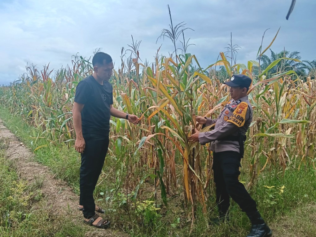 Bhabinkamtibmas Polsek Rimba Melintang Cek Perkembangan Jagung Program Ketahanan Pangan di Rohil