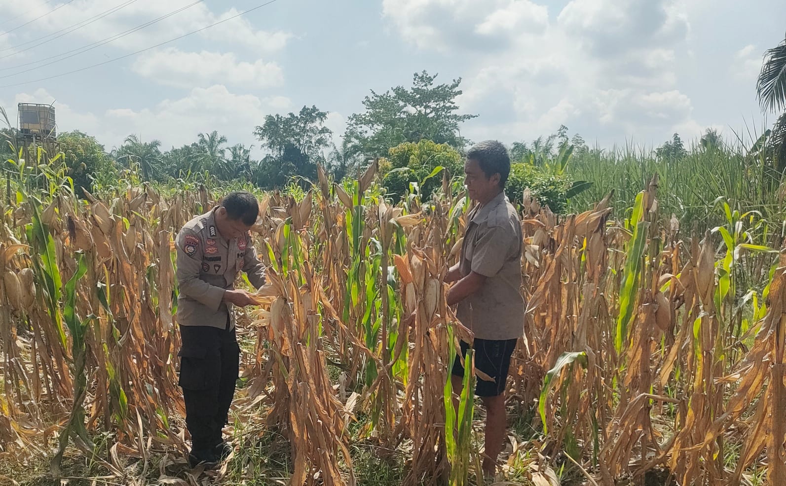Jagung Siap Panen, Polsek Rimba Melintang Intensif Lakukan Pemantauan