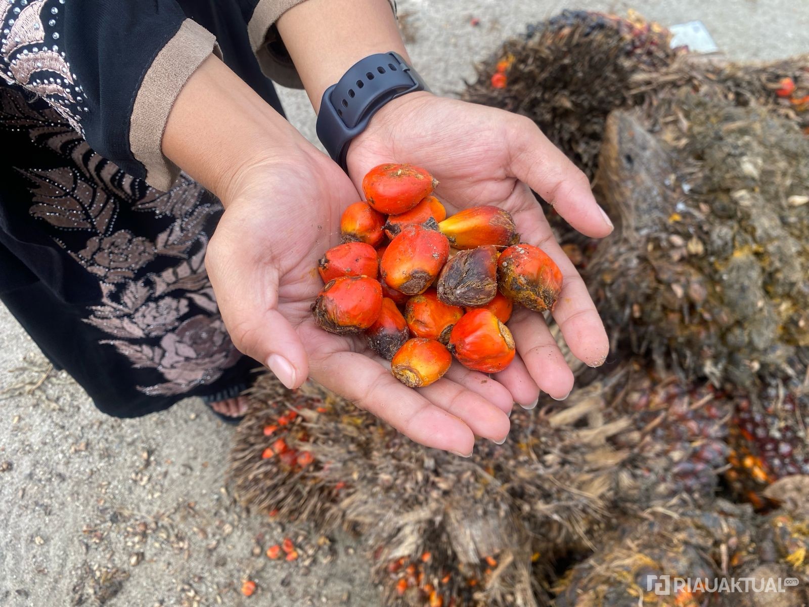 Harga TBS Plasma di Riau Naik, Capai Rp3.950 per Kilogram