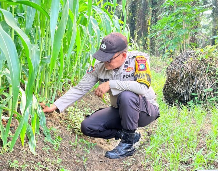 Polisi di Rohil Turun Bersihkan Lahan Jagung, Dukung Program Ketahanan Pangan Presiden