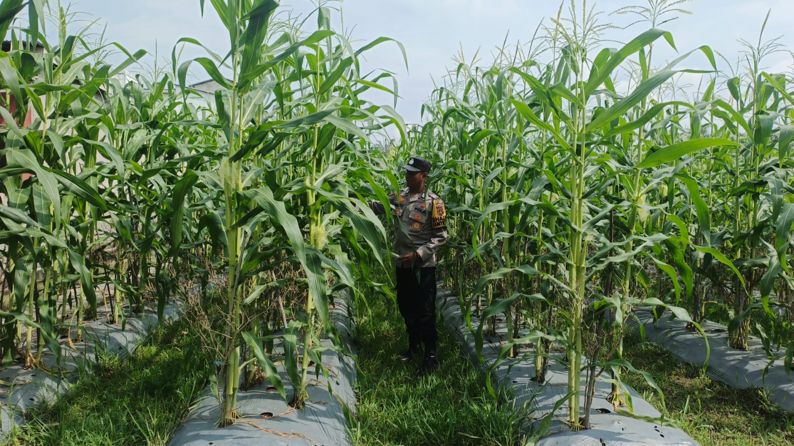 Dukung Swasembada Nasional di Siak, Bripka Ricky Hidayat Aktif Lakukan Kordinasi ke Petani Jagung 