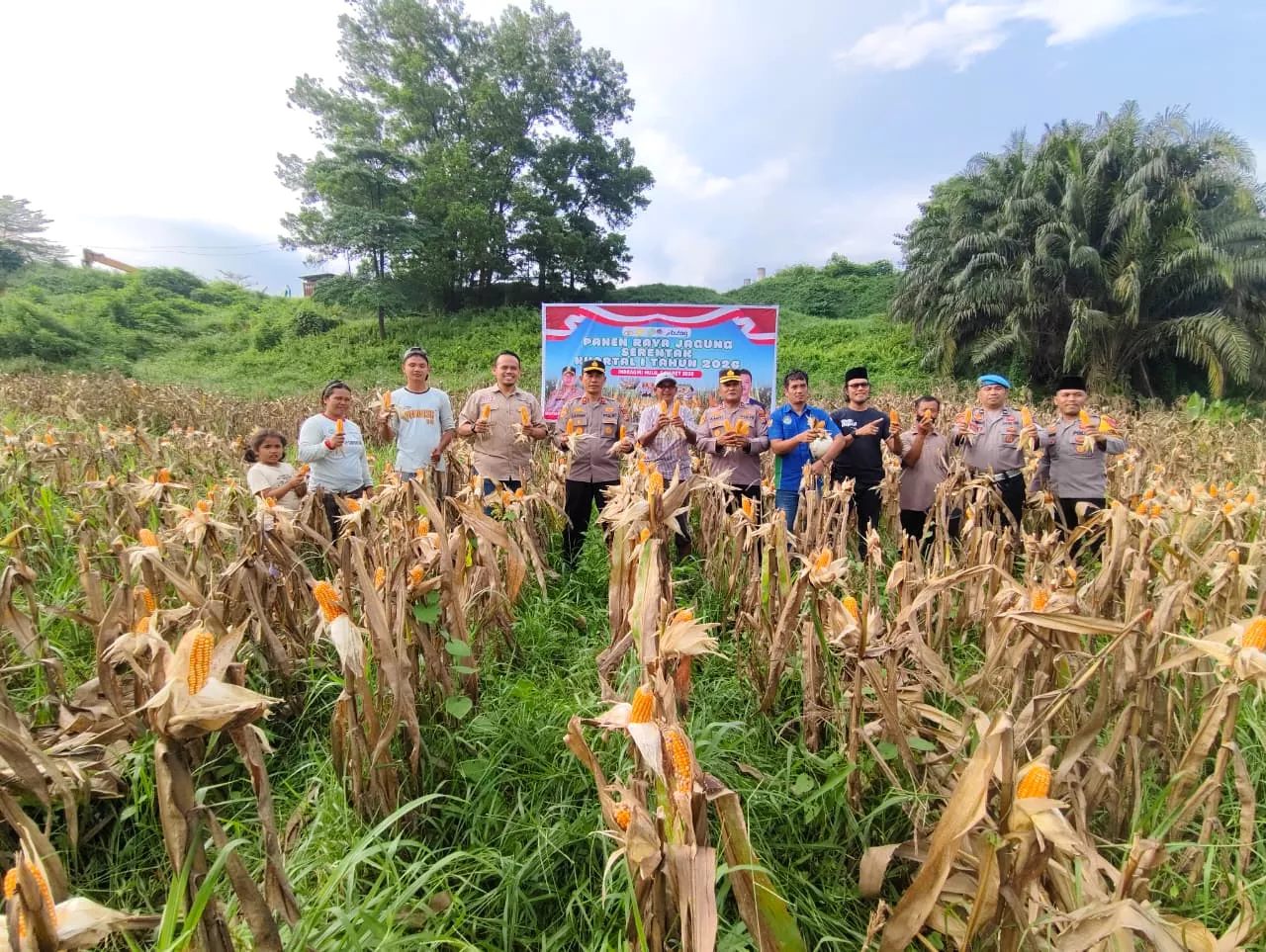 Polres Inhu dan PT SSR Panen Jagung 2 Ton di Rengat Barat