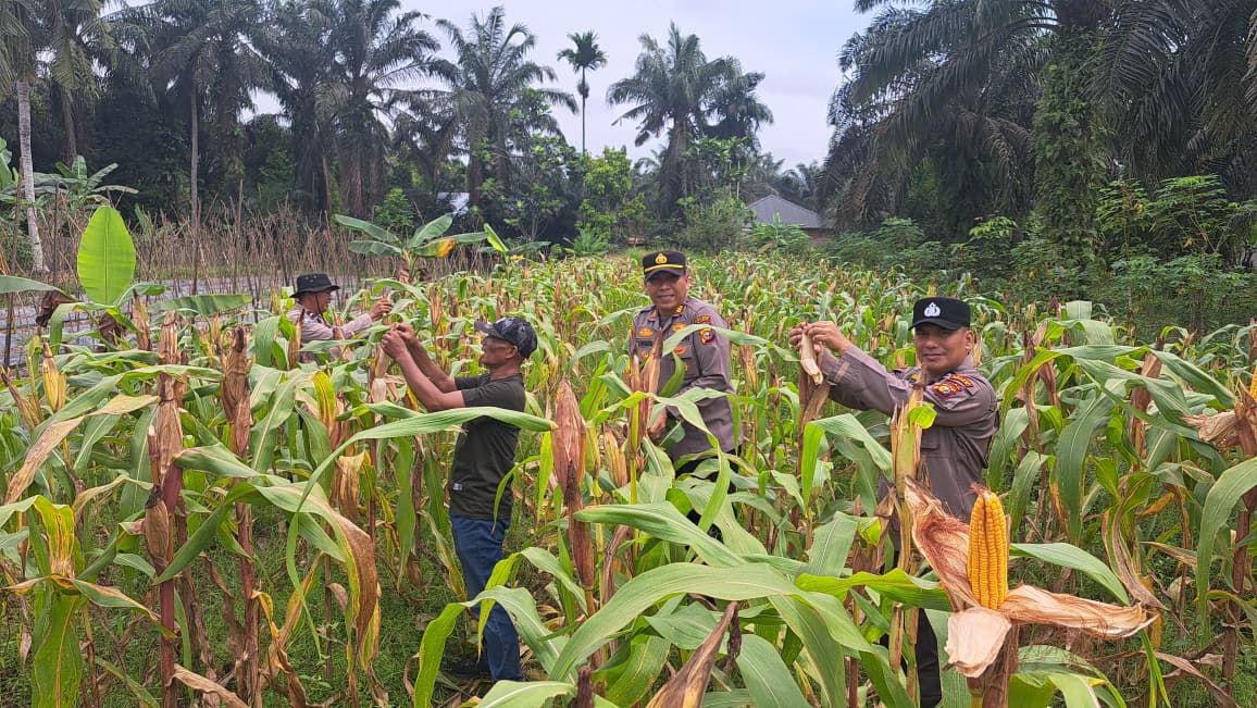 Dukung Swasembada Nasional, Kapolsek Bungaraya Aktif Dampingi Petani Jagung Pipil
