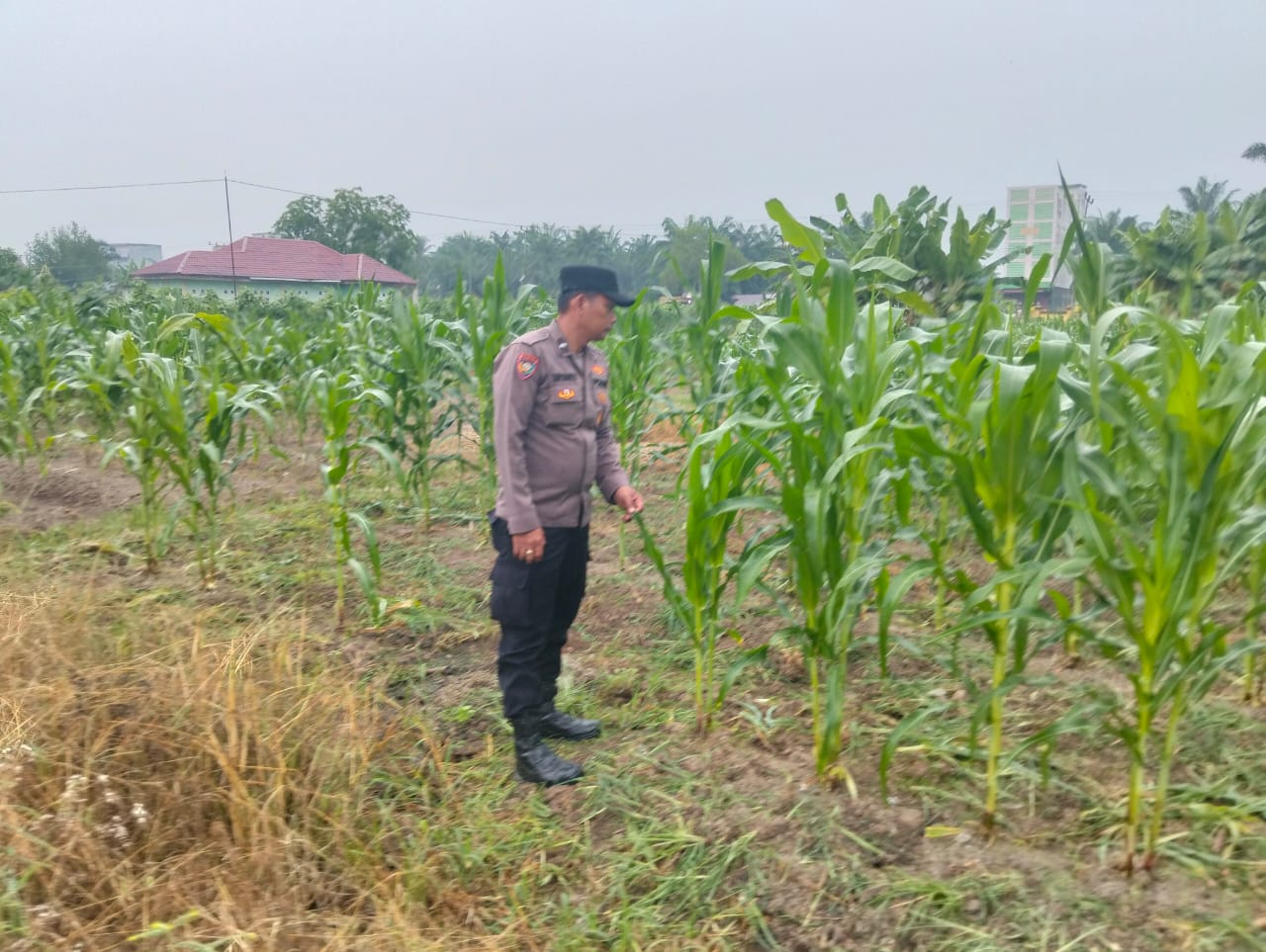 Bhabinkamtibmas Rohil Aktif Dampingi Petani Jagung demi Ketahanan Pangan