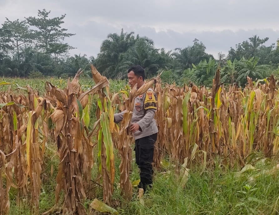Dukung Asta Cita Presiden, Polsek Rimba Melintang Pantau Tanaman Jagung Ketahanan Pangan
