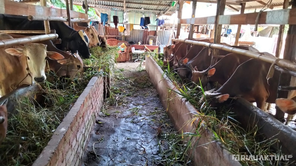 PWI Riau Sembelih 6 Sapi dan 1 Kambing pada Idul Adha 1447 H