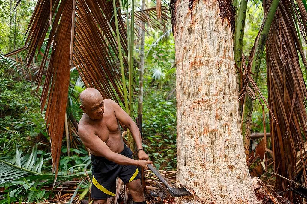 Tingkatkan Produktivitas, Riau Bakal Perluas Perkebunan Sagu 