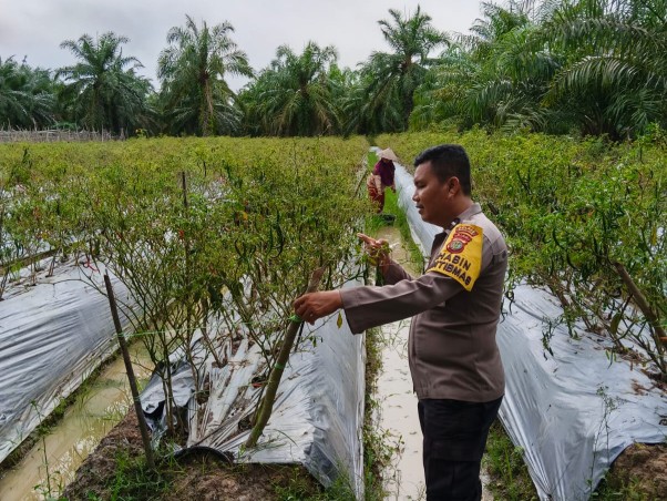 Polisi Cinta Petani, Bhabinkamtibmas Bangko Kanan Sambangi Petani Nenas