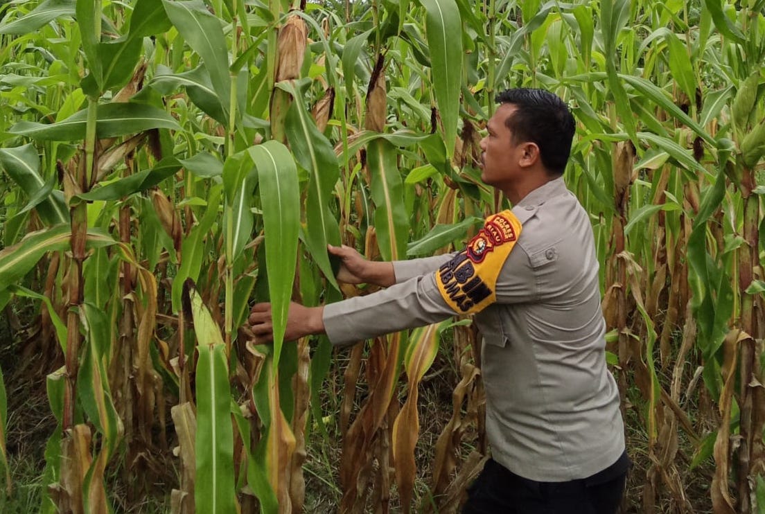 Polsek Rimba Melintang Cek Lahan Jagung Program Ketahanan Pangan di Karya Mukti