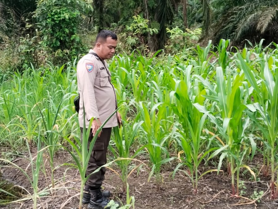 Jagung di Harapan Jaya Mulai Berdaun, Polsek Rimba Melintang Pantau Ketapang