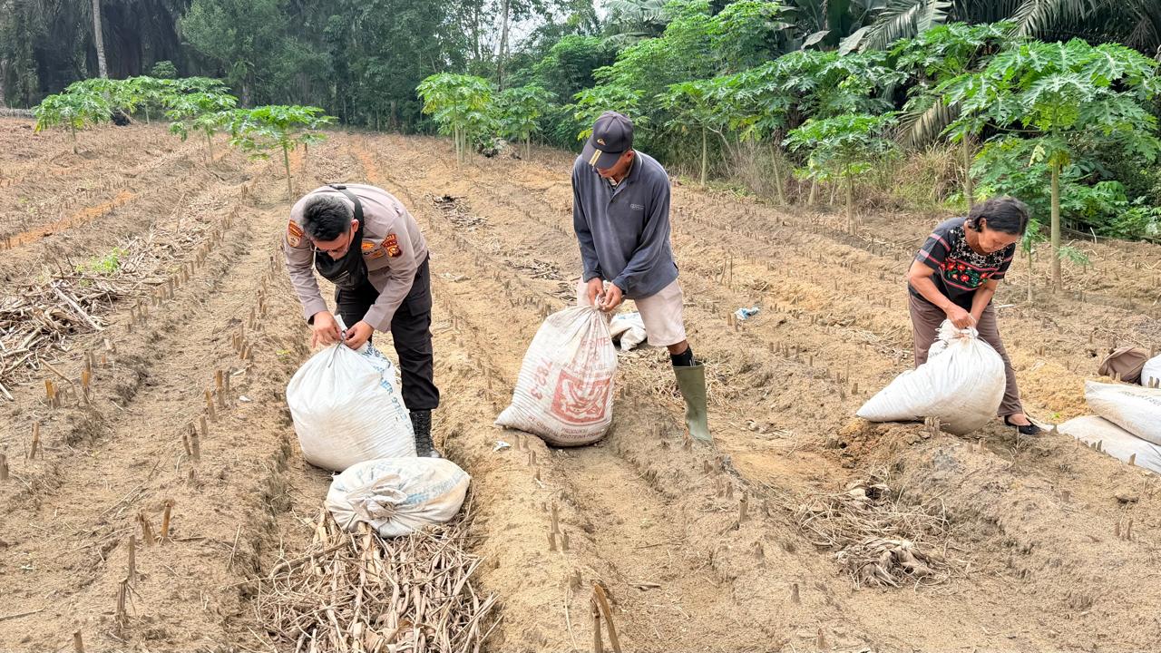 Polisi di Rohil Dorong Ketahanan Pangan, Lahan Jagung 0,5 Hektare Dipupuk