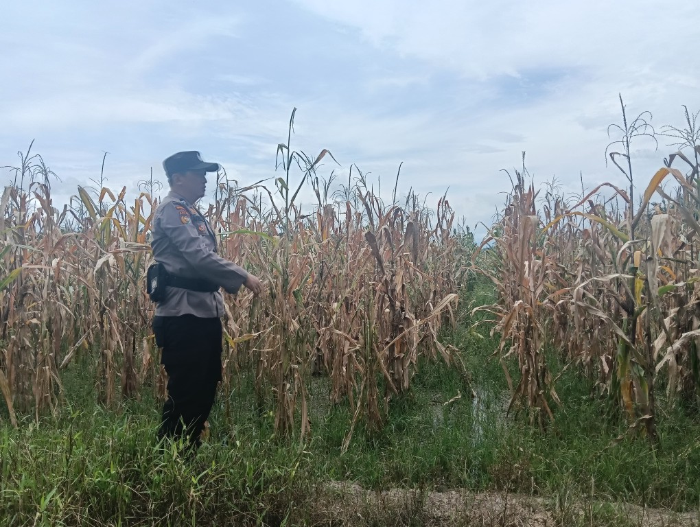 Tanaman Ketahanan Pangan Diserang Hama Tikus, Bhabinkamtibmas Rimba Melintang Lakukan Antisipasi