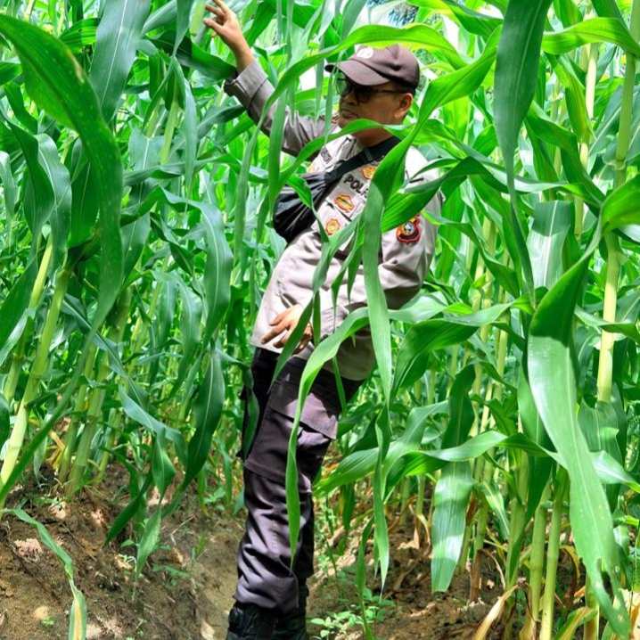 Perkuat Sektor Pangan Daerah, Polisi di Rohil Cek Lahan Jagung Petani 