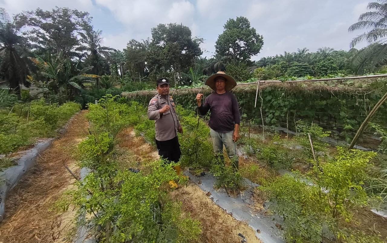 Dukung Ketahanan Pangan, Polisi Sambang Petani Cabai di Bangko Pusako