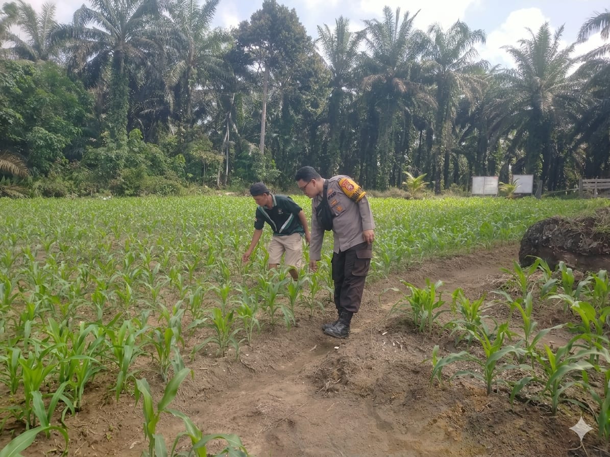 Polisi di Rohil Cek Perkembangan Jagung Ketahanan Pangan, Dukung Program Nasional 