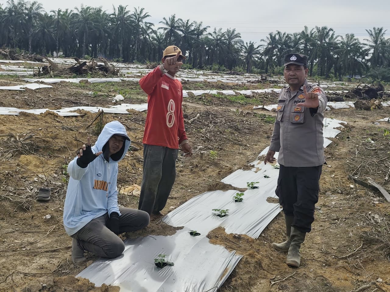 Polisi Cinta Petani, Bhabinkamtibmas Bangko Pusako Sambangi Kebun Semangka Warga