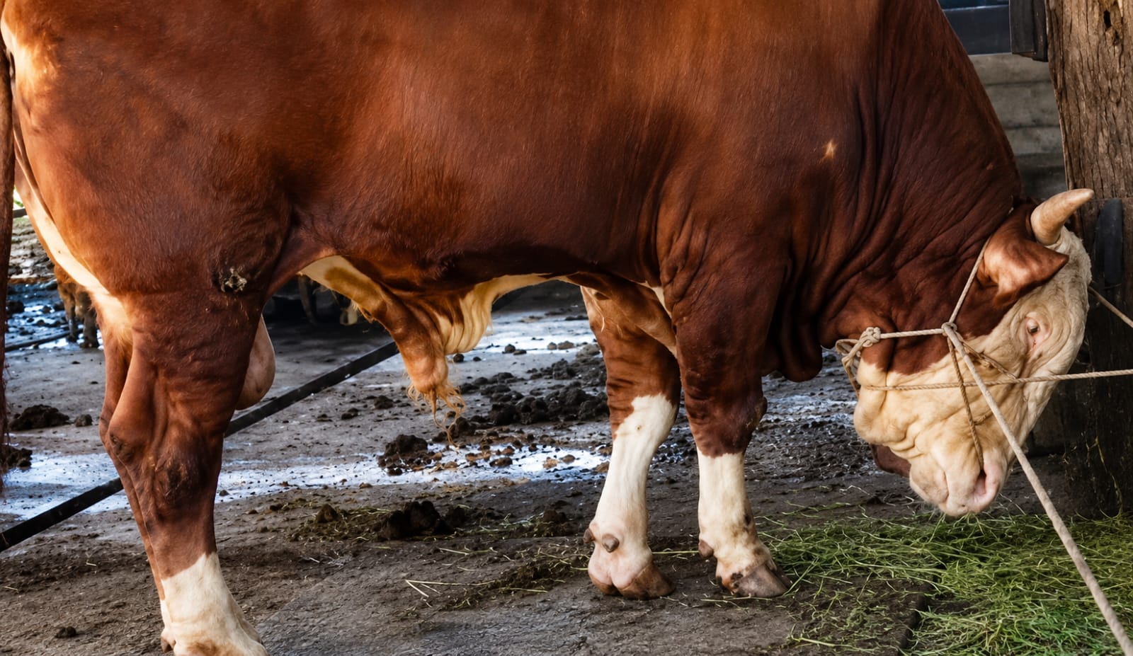 Sapi Bantuan Presiden Untuk Kota Dumai Miliki Bobot Nyaris 1 Ton