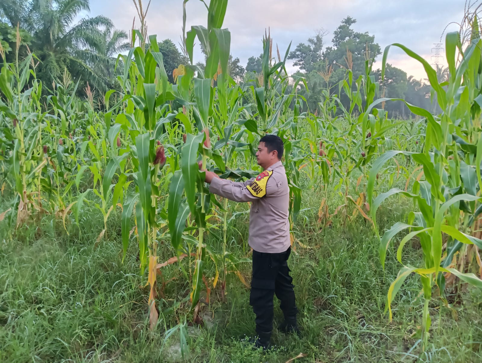 Ketahanan Pangan di Belakang Kantor Polsek Rimba Melintang Dukung Swasembada Nasional