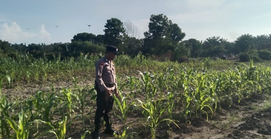 Polisi Cinta Petani, Bhabinkamtibmas Bangko Pusako Sambangi Lahan Jagung Warga