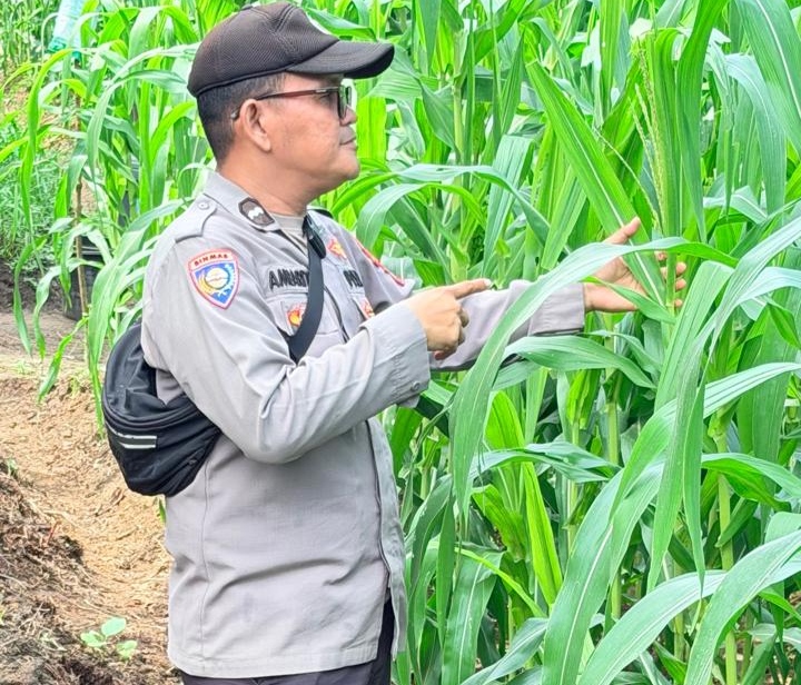 Dukung Asta Cita, Polisi di Rohil Turun Cek Lahan Jagung Ketahanan Pangan
