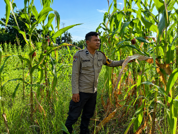 Dukung Ketahanan Pangan, Bhabinkamtibmas Polsek Rimba Melintang Pantau Kebun Jagung di Rohil