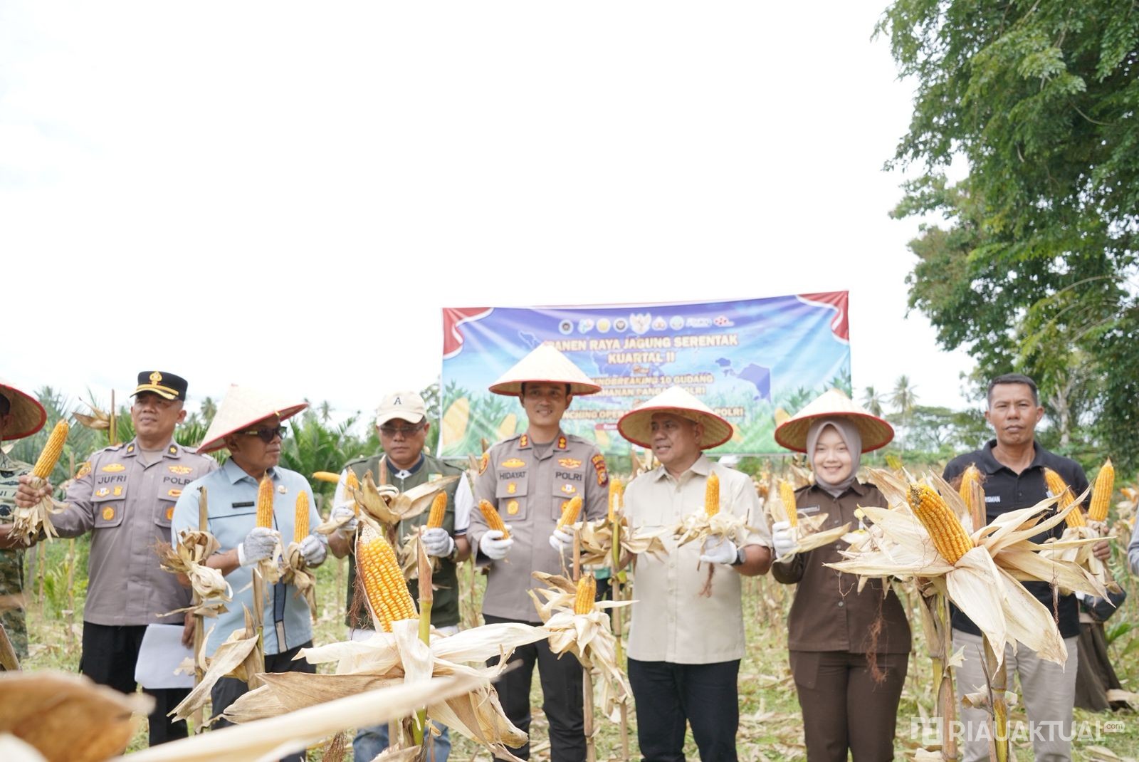 Kapolres Kuansing dan Forkopimda Panen Jagung 1 Ton untuk Ketahanan Pangan