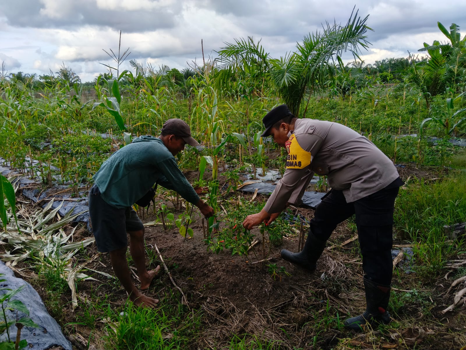 Dukung Ketahanan Pangan, Polisi di Rohil Turun Langsung Dampingi Petani Cabai