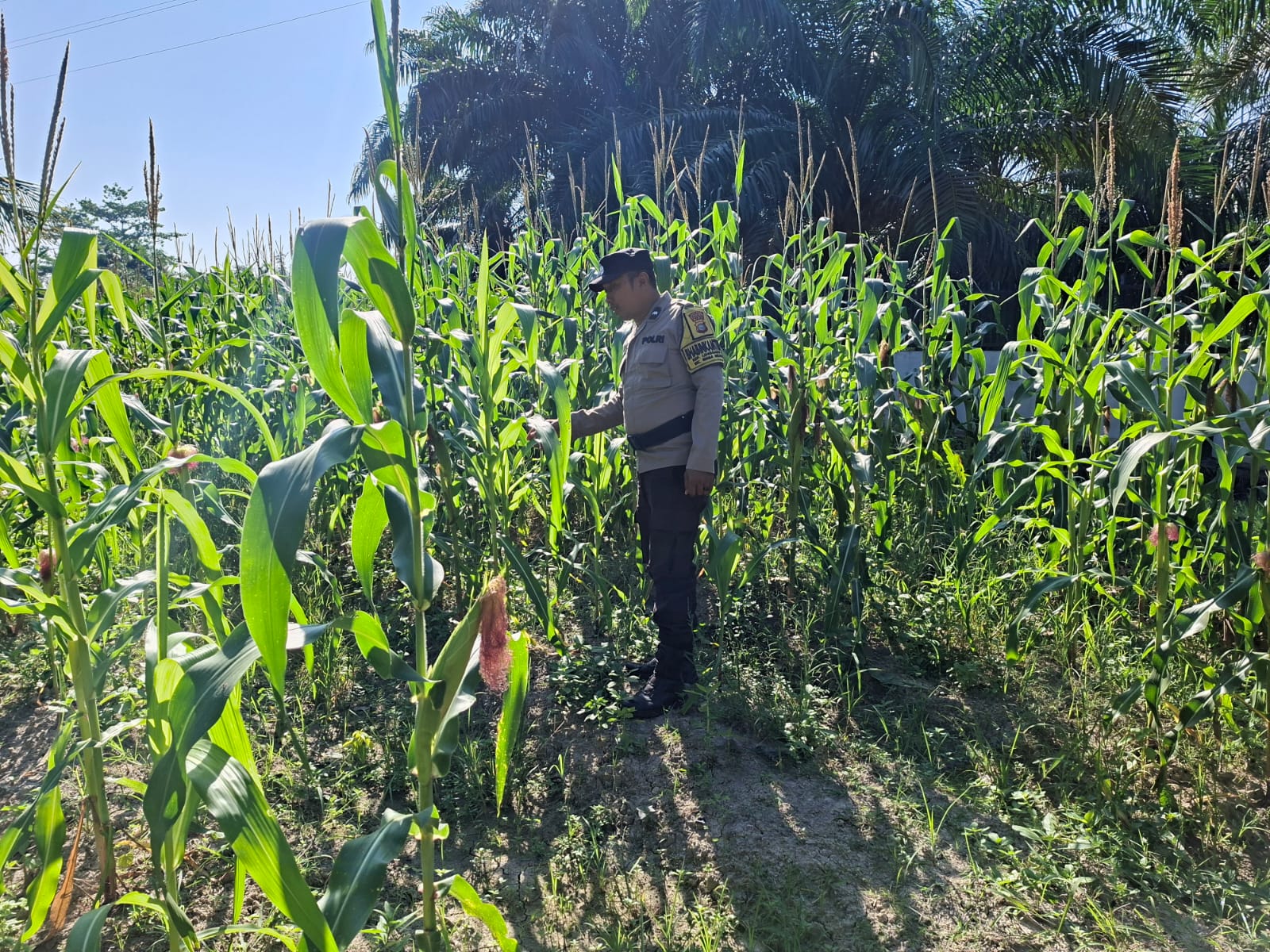 Meski Terhambat Kemarau, Ketahanan Pangan Jagung di Rimba Melintang Terkendali