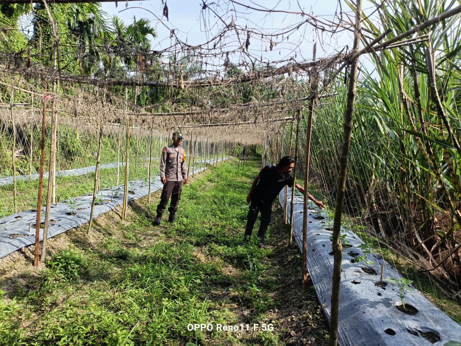 Polisi Cinta Petani, Bhabinkamtibmas Bangko Mukti Sambangi Kebun Pare Warga