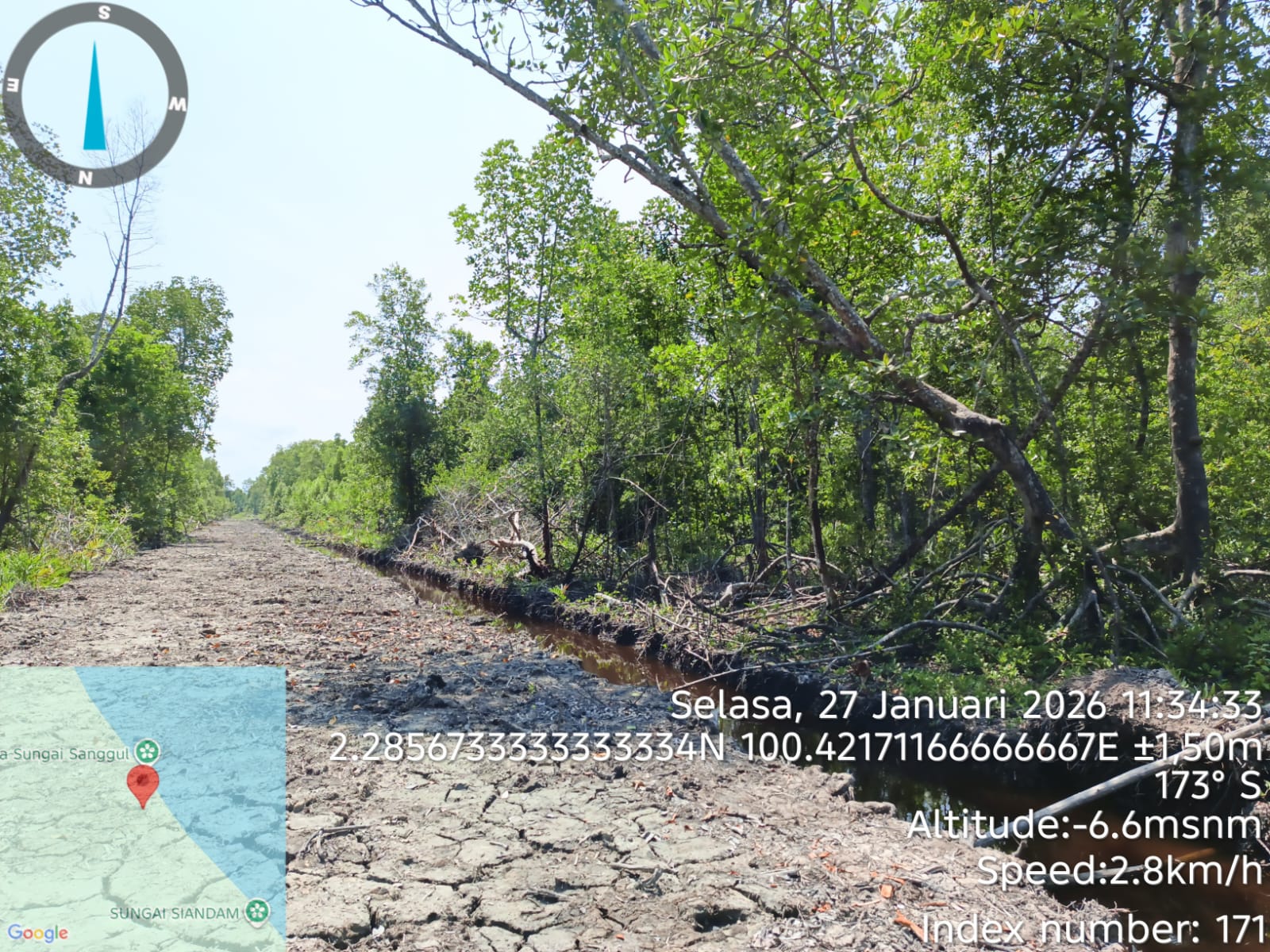 Hampir 100 Hektare Hutan Mangrove di Rohil Dibabat