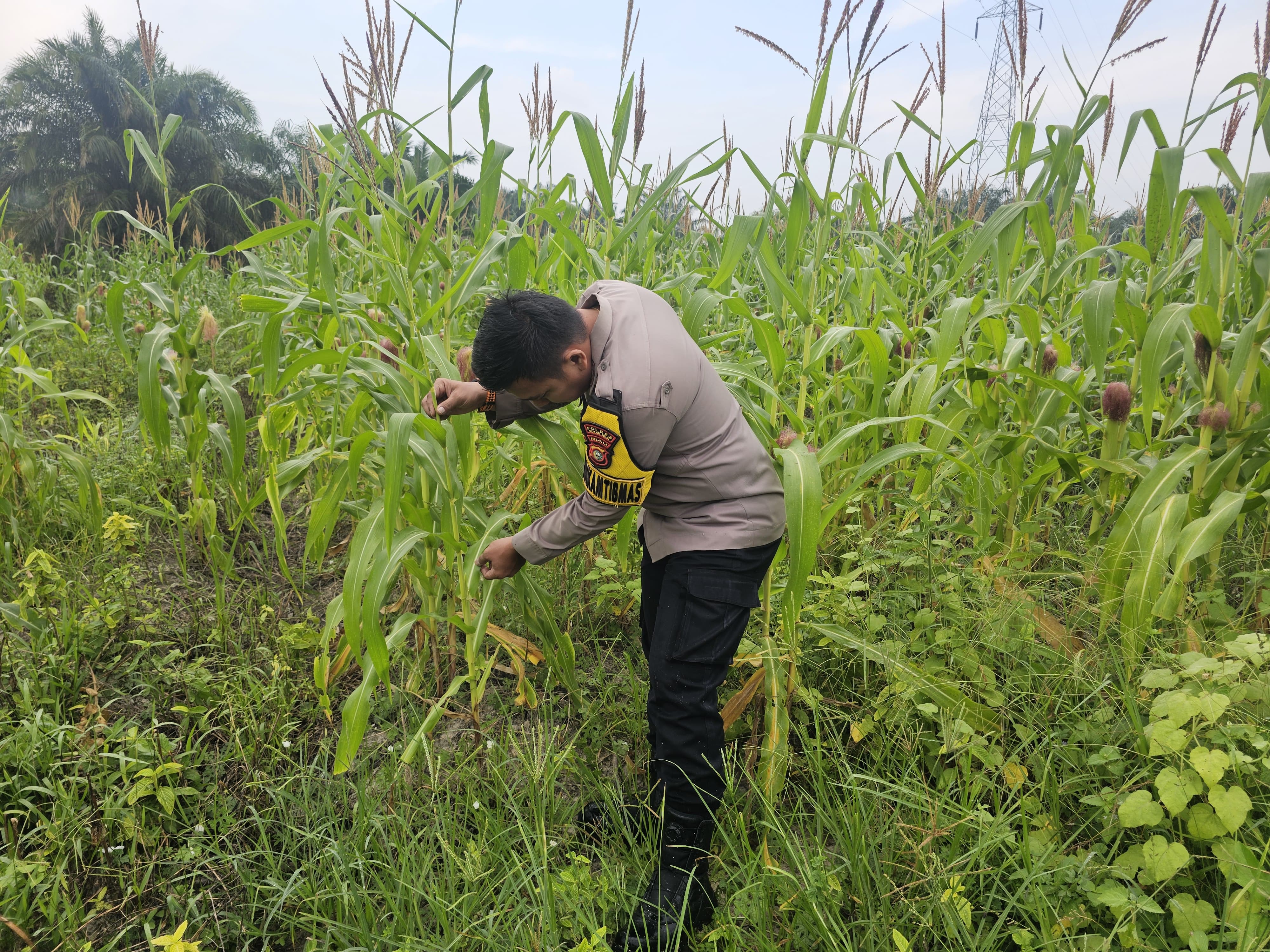 Bhabinkamtibmas Polsek Rimba Melintang Cek Lahan Jagung di Pematang Sikek