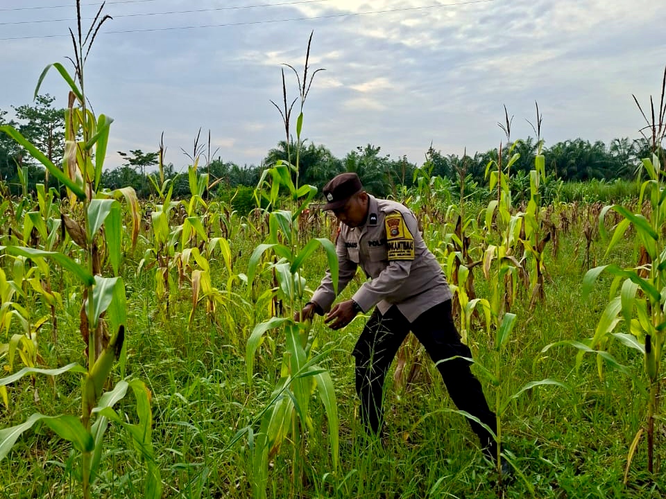 Dukung Asta Cita Presiden, Polsek Rimba Melintang Evaluasi Perkembangan Tanaman Jagung