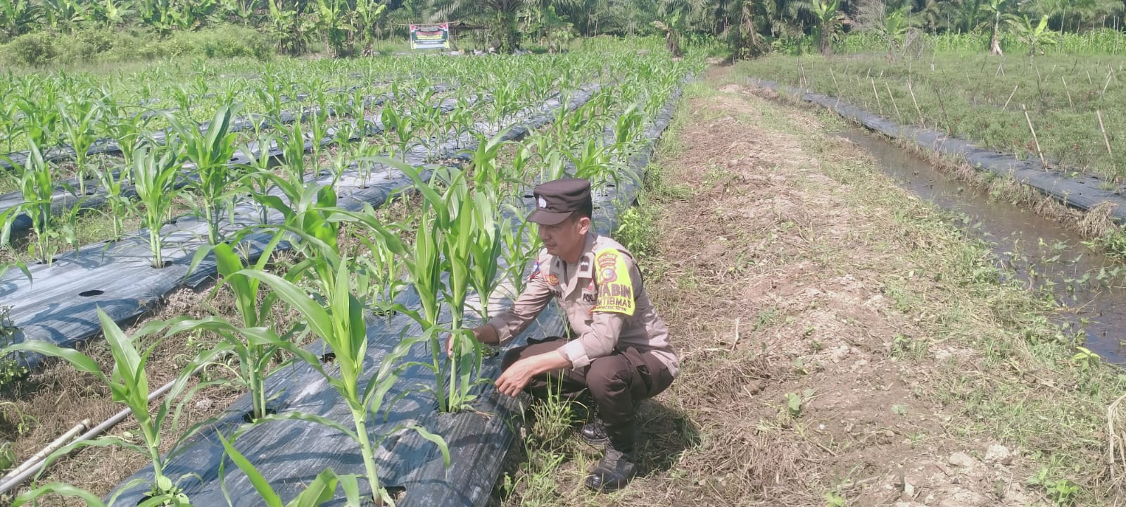 Polsek Rimba Melintang Cek Tanaman Jagung Ketahanan Pangan Seluas 1 Hektare di Rohil