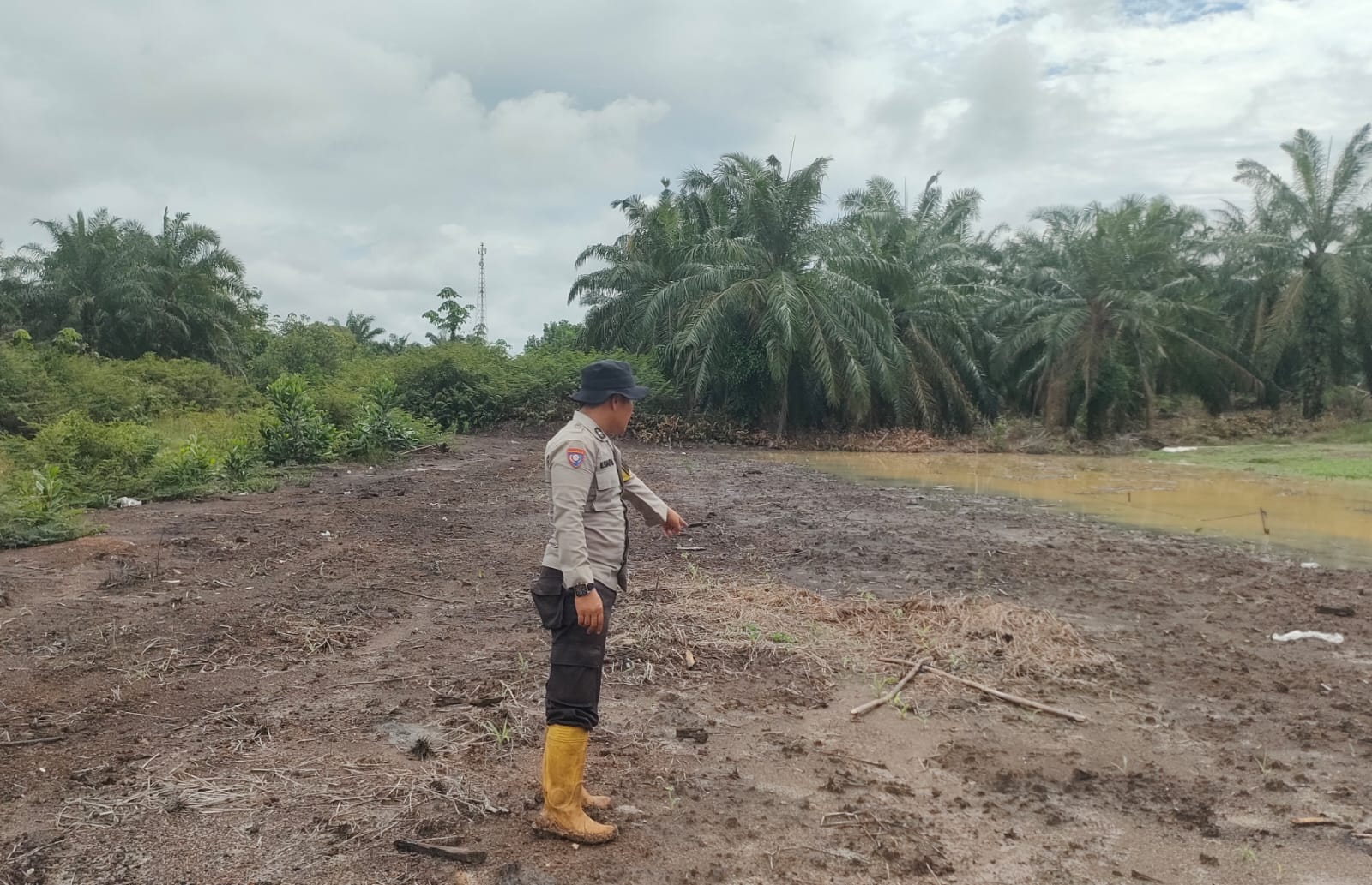 Polsek Rimba Melintang Pantau Perkembangan Jagung Ketapang di Lenggadai Hulu Rohil