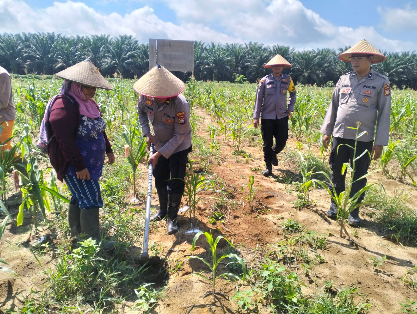 Wujud Dukungan Ketahanan Pangan, Polisi di Rohil Bantu Petani Jagung