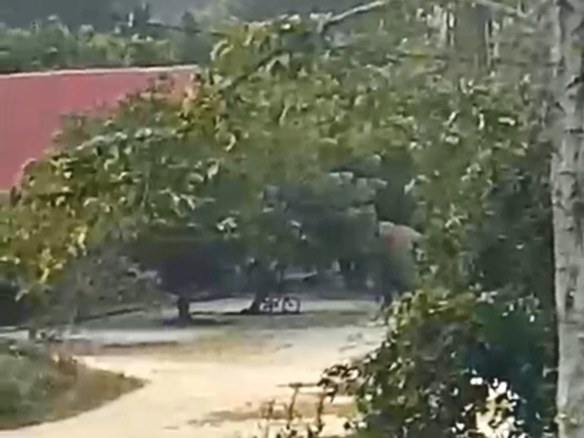 11 Gajah Liar Masuk Perumahan Karyawan PT Arara Abadi di Minas