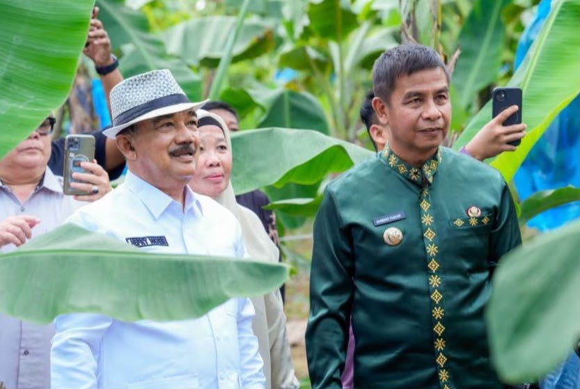 Bupati Ahmad Yuzar Kunjungi Kebun Pisang Cavendish Jefri Noer di Kampa