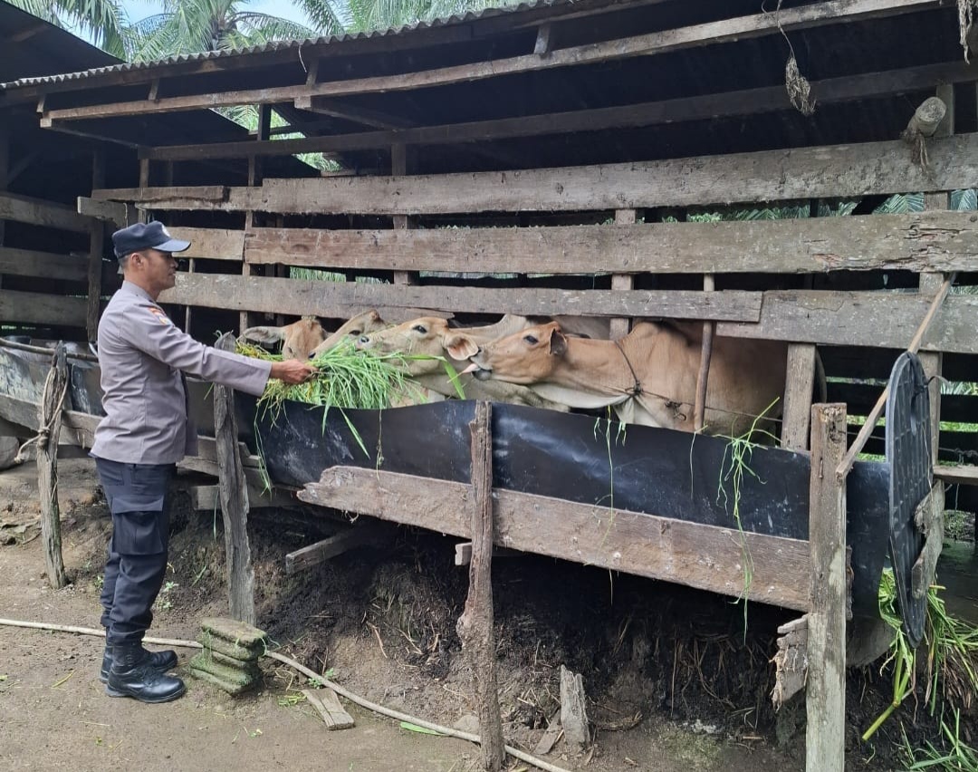 Dorong Swasembada Pangan, Polisi Sambangi Peternak Sapi di Bangko Pusako