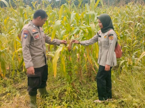 Polsek Rimba Melintang dan PPL Cek Perkembangan Jagung Ketahanan Pangan di Rohil