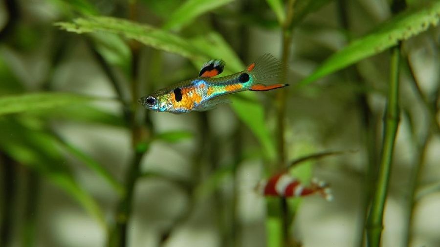 Bukan Cuma Sapu-Sapu, Populasi Ikan Cere dan Guppy Lagi Meledak di RI