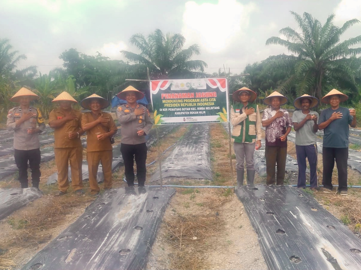 Polsek Rimba Melintang Garap 1 Hektare Lahan Jagung untuk Ketahanan Pangan