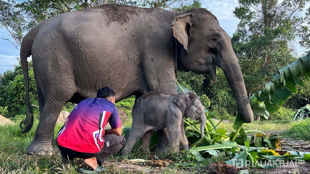 Bayi Gajah yang Lahir di Taman Nasional Tesso Nilo Diberi Nama Nona Seroja