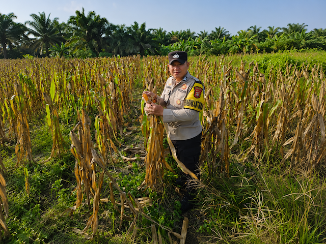 Jelang Panen, Bhabinkamtibmas Polsek Rimba Melintang Cek Perkembangan Jagung Ketahanan Pangan