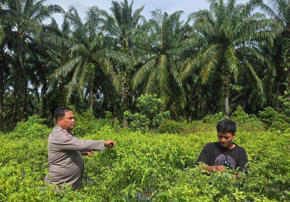 Bhabinkamtibmas Bangko Pusako Dampingi Petani Cabai, Perkuat Program Ketahanan Pangan