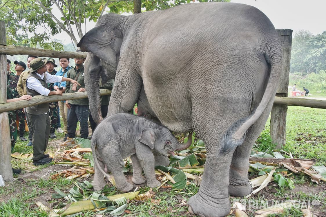 Anak Gajah yang Baru Lahir di TNTN Diberi Nama Ganesa oleh Titiek Soeharto