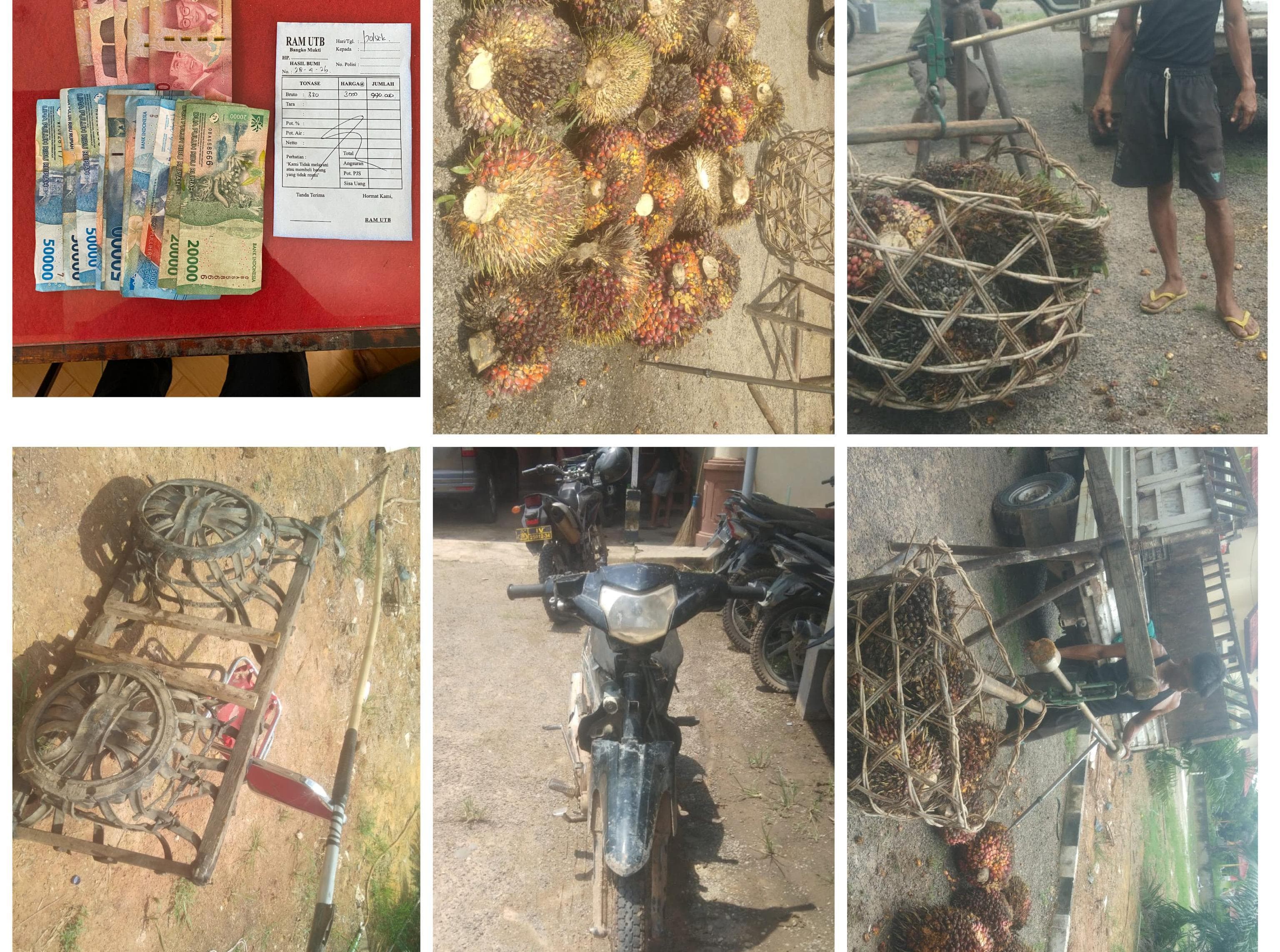 Ketahuan Nyolong Sawit, 2 Pria di Rohil Tak Berkutik Diamankan Warga